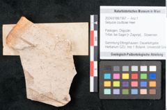 Foto (Objekt + Etikett) von Sequoia couttsiae Heer (NHMW-GEO-2024-0188-7957)